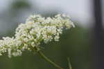 Water cowbane